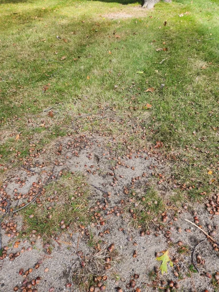 Trusted garden landscaping in Sanford, ME by Evergreen State Cleaners