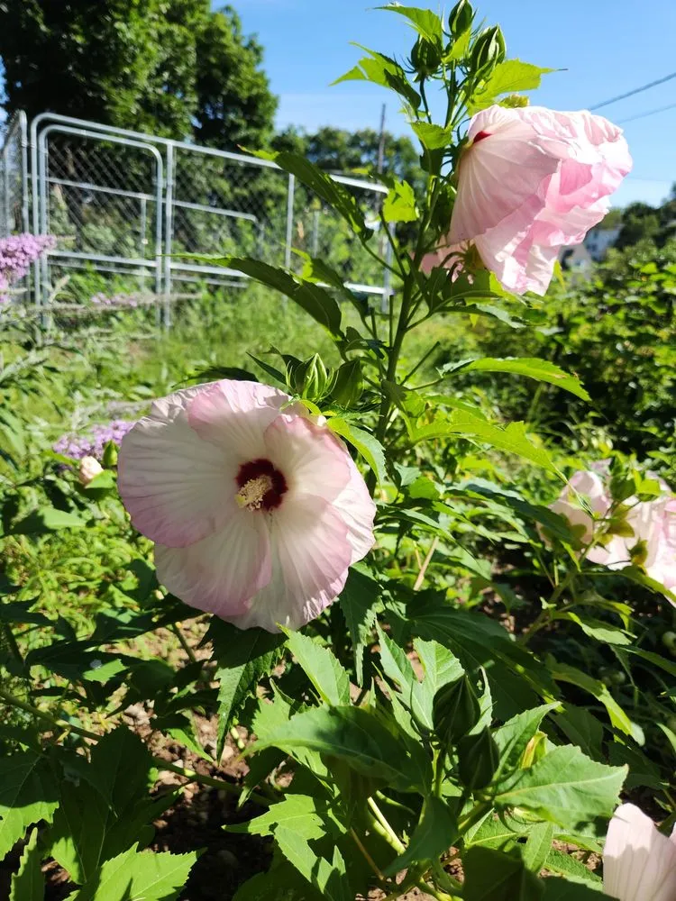 Custom lawn mowing service for homes in Sanford, ME by Evergreen State Cleaners