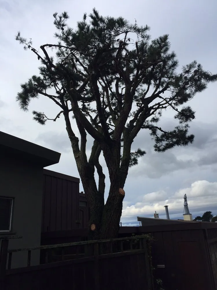 Local lawn care service in San Francisco, CA - Evergreen Tree & Gardening Service