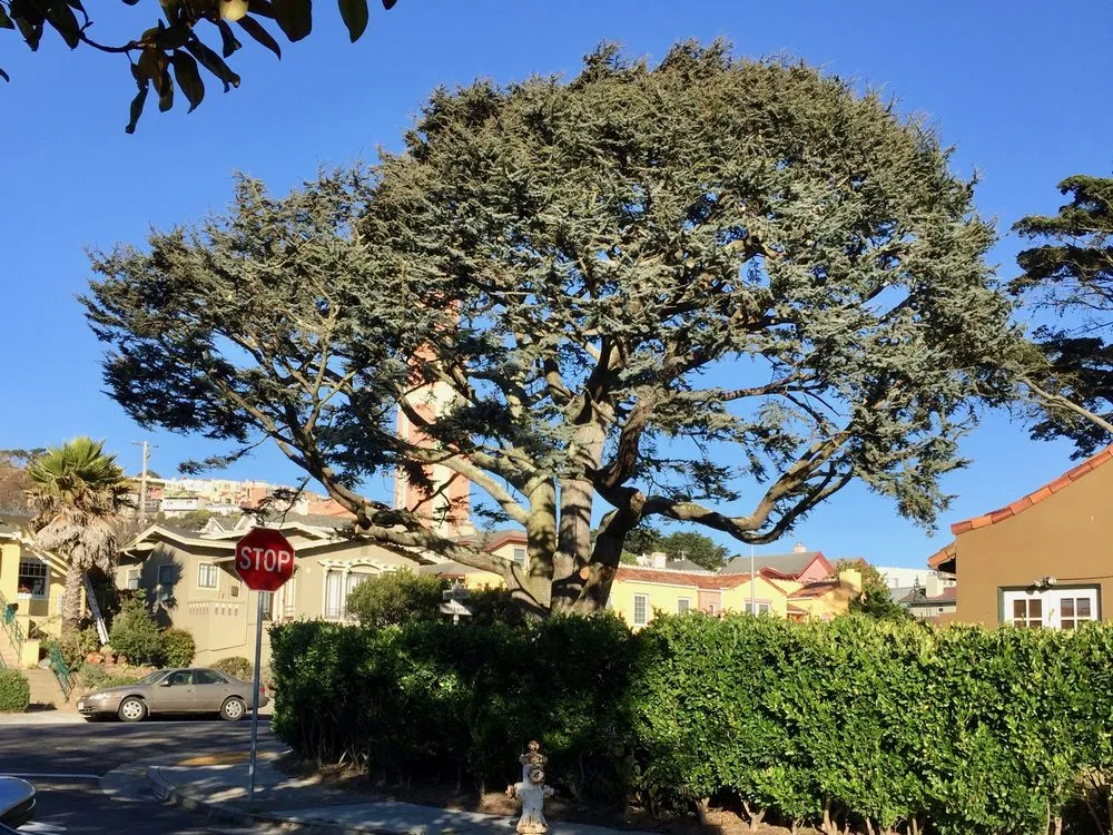 Affordable lawn mowing service with custom design in San Francisco, CA by Evergreen Tree & Gardening Service