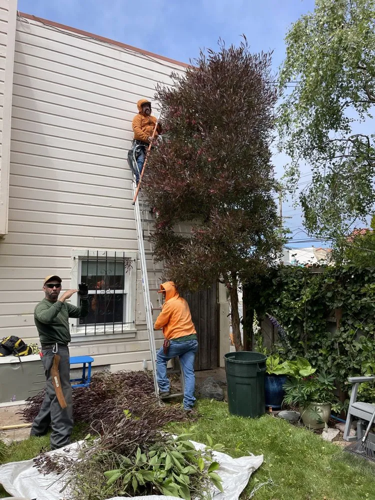 Affordable yard cleanup service for outdoor upgrades in San Francisco, CA by Evergreen Tree & Gardening Service