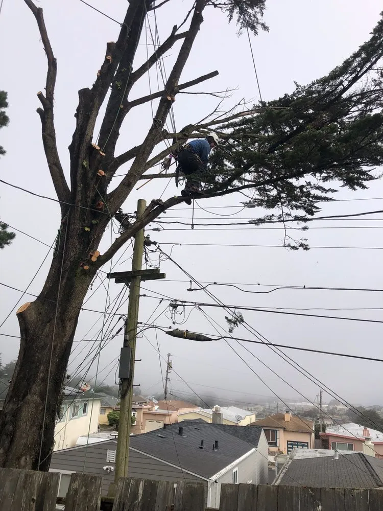 Reliable outdoor landscaping in San Francisco, CA - Evergreen Tree & Gardening Service