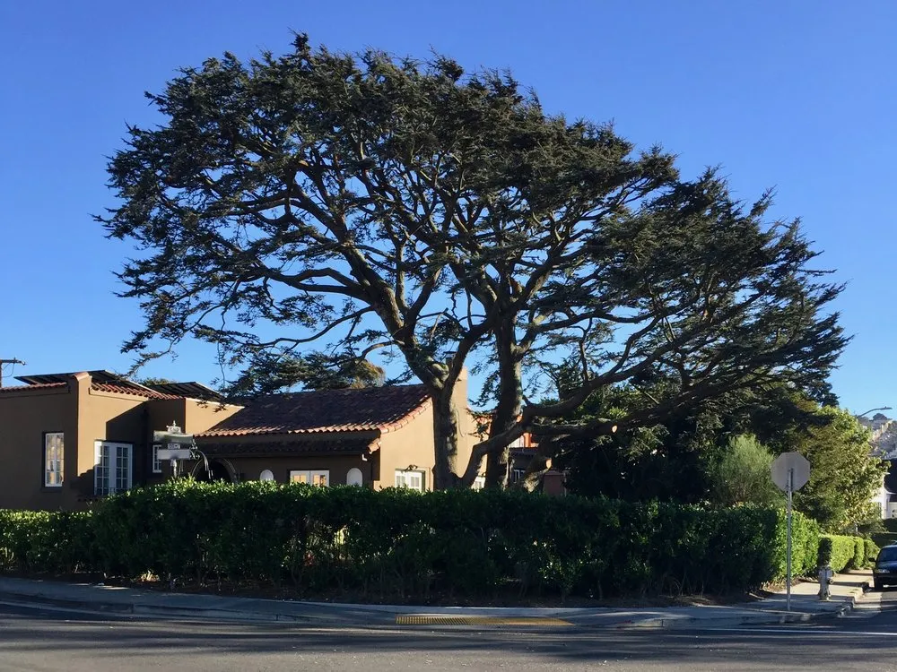 Trusted yard cleanup service for outdoor upgrades in San Francisco, CA by Evergreen Tree & Gardening Service