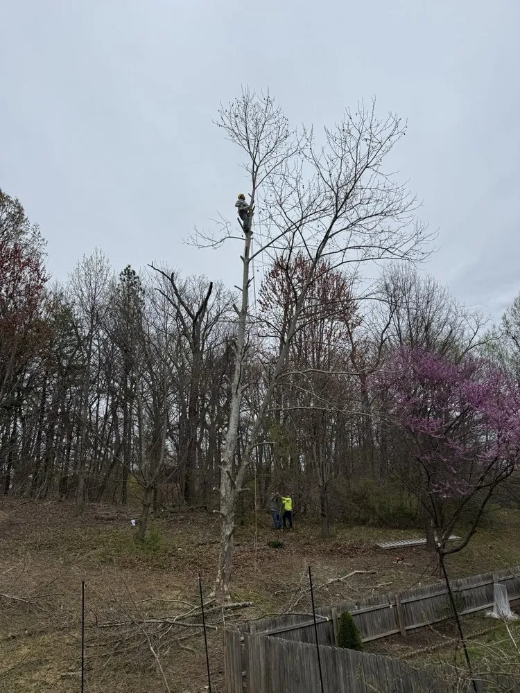 Custom residential landscaping for year-round maintenance in Beltsville, MD by Evergreen Tree Experts