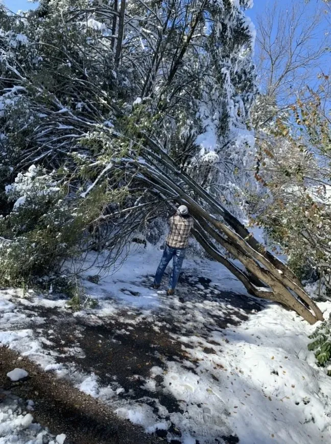 Top-rated yard cleanup service for residential properties in Beltsville, MD by Evergreen Tree Experts