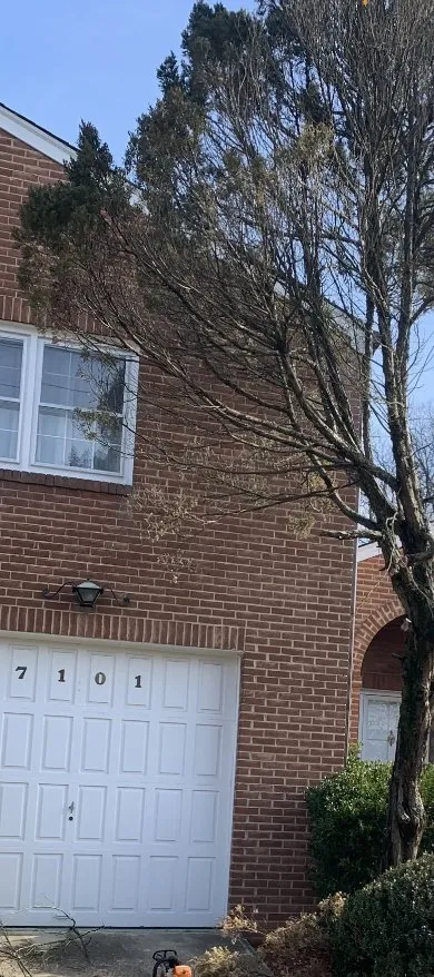 Trusted outdoor landscaping for year-round maintenance in Beltsville, MD by Evergreen Tree Experts