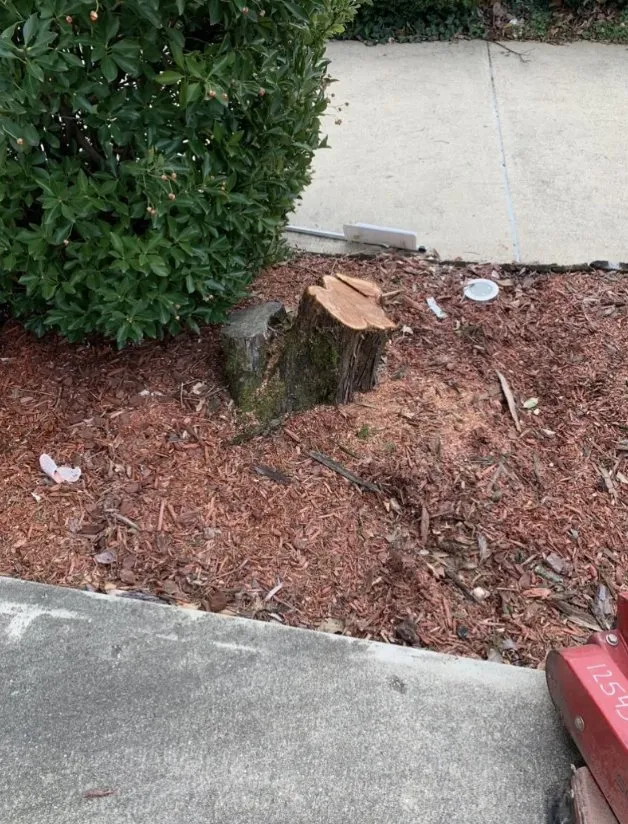 Affordable outdoor landscaping for year-round maintenance in Beltsville, MD by Evergreen Tree Experts