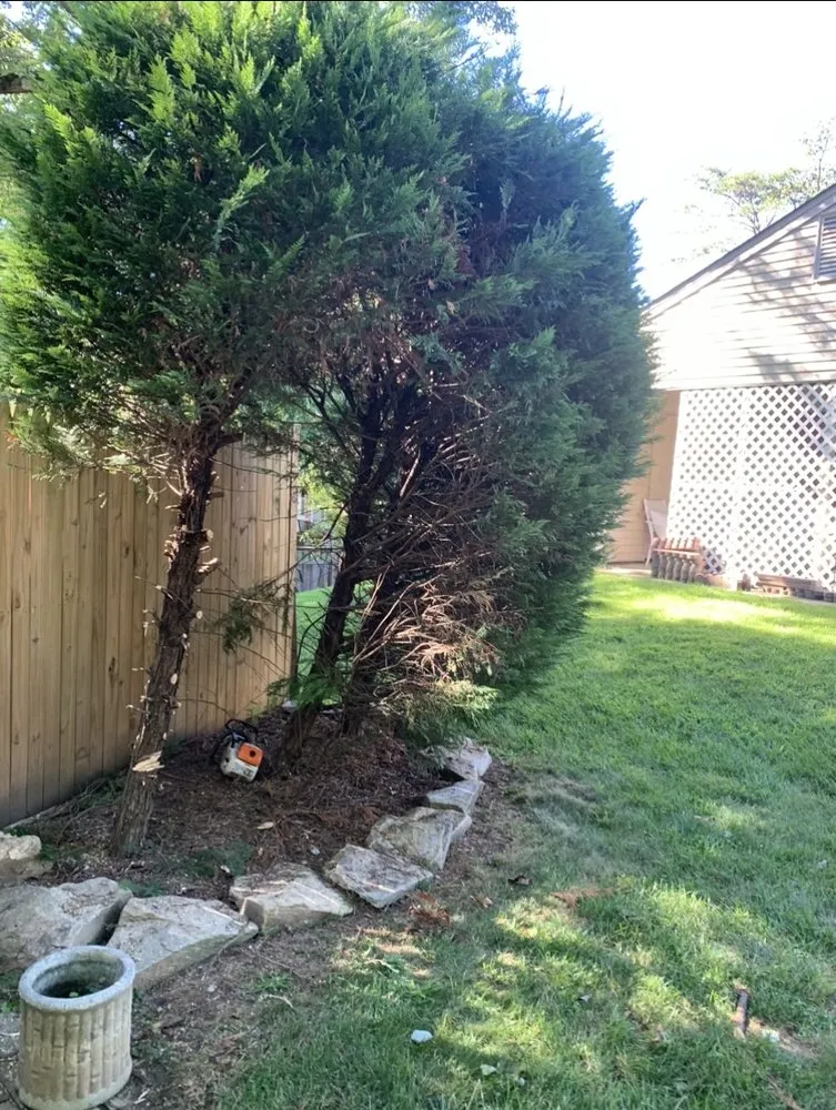 Trusted landscape installation in Beltsville, MD - Evergreen Tree Experts