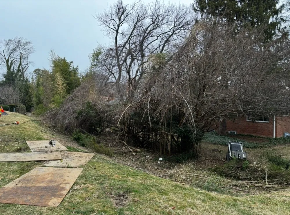 Trusted yard cleanup service in Beltsville, MD by Evergreen Tree Experts