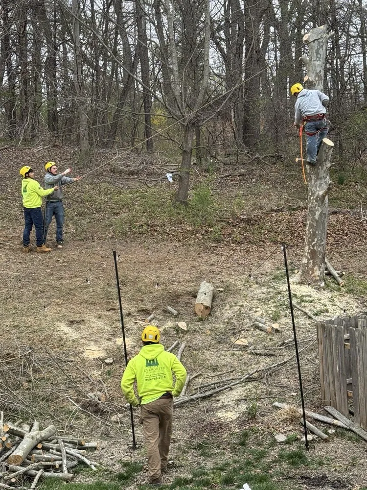 Professional lawn care service for residential properties in Beltsville, MD by Evergreen Tree Experts