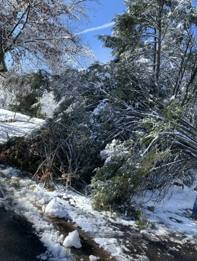 Local yard maintenance experts serving Beltsville, MD - Evergreen Tree Experts