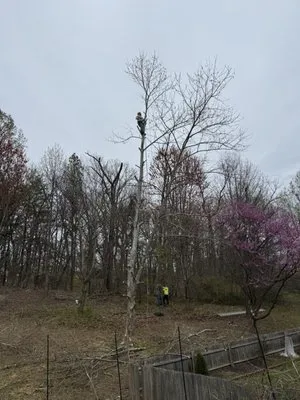 Evergreen Tree Experts