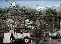 Top-rated lawn care service in Windsor Locks, CT by Evergreen Tree Service