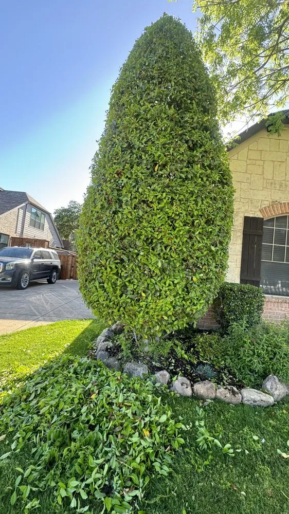 Top-rated landscaping services in Plano, TX - Evergreen Tree services & Landscaping
