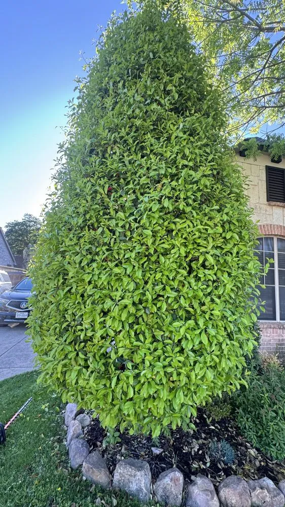 Affordable residential landscaping with custom design in Plano, TX by Evergreen Tree services & Landscaping