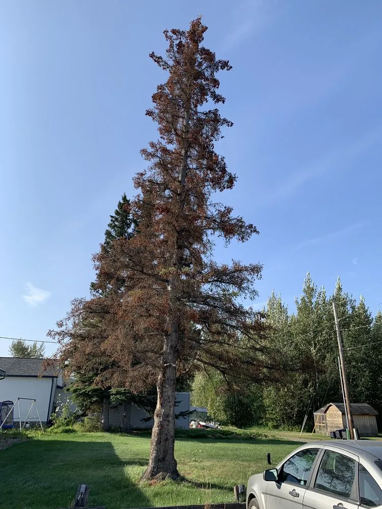 Reliable landscaping services in Hot Springs, AR by Evergreen Tree Services