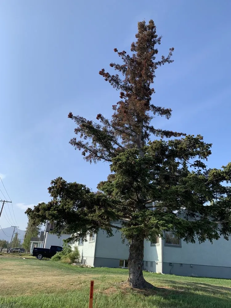 Top-rated yard cleanup service in Hot Springs, AR - Evergreen Tree Services