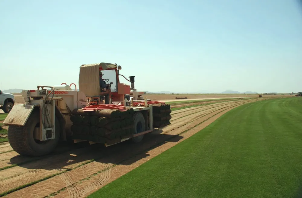 Custom garden landscaping in Chandler, AZ - Evergreen Turf