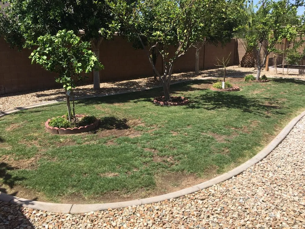 Reliable yard cleanup service experts serving Chandler, AZ - Evergreen Turf