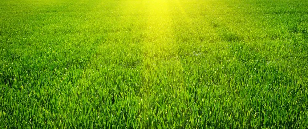 Top-rated lawn mowing service for outdoor upgrades in City, OH by EverGreen Turf Solutions