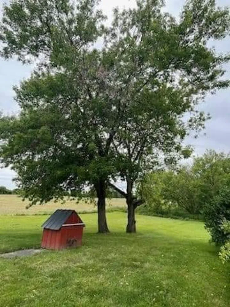 Local yard cleanup service experts serving Saint Clair, MI - Evergreens Tree Services