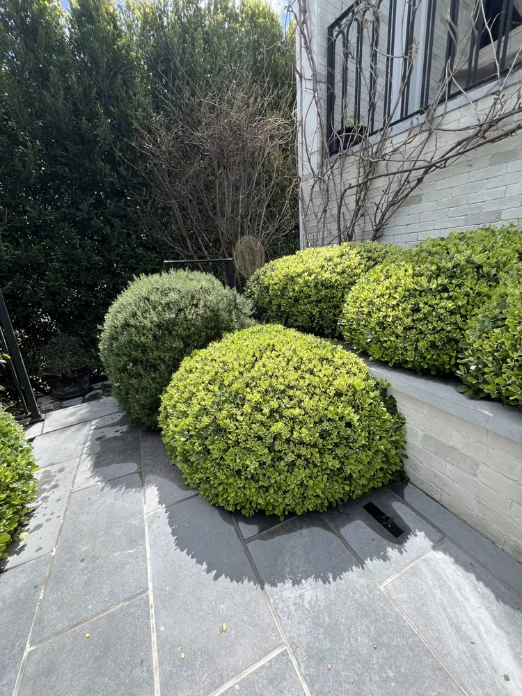 Professional lawn care service for outdoor upgrades across San Fernando Valley, CA - Everlast catrin Landscape & Design