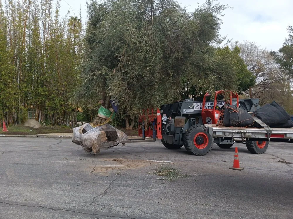 Reliable lawn care service experts serving San Fernando Valley, CA - Everlast catrin Landscape & Design