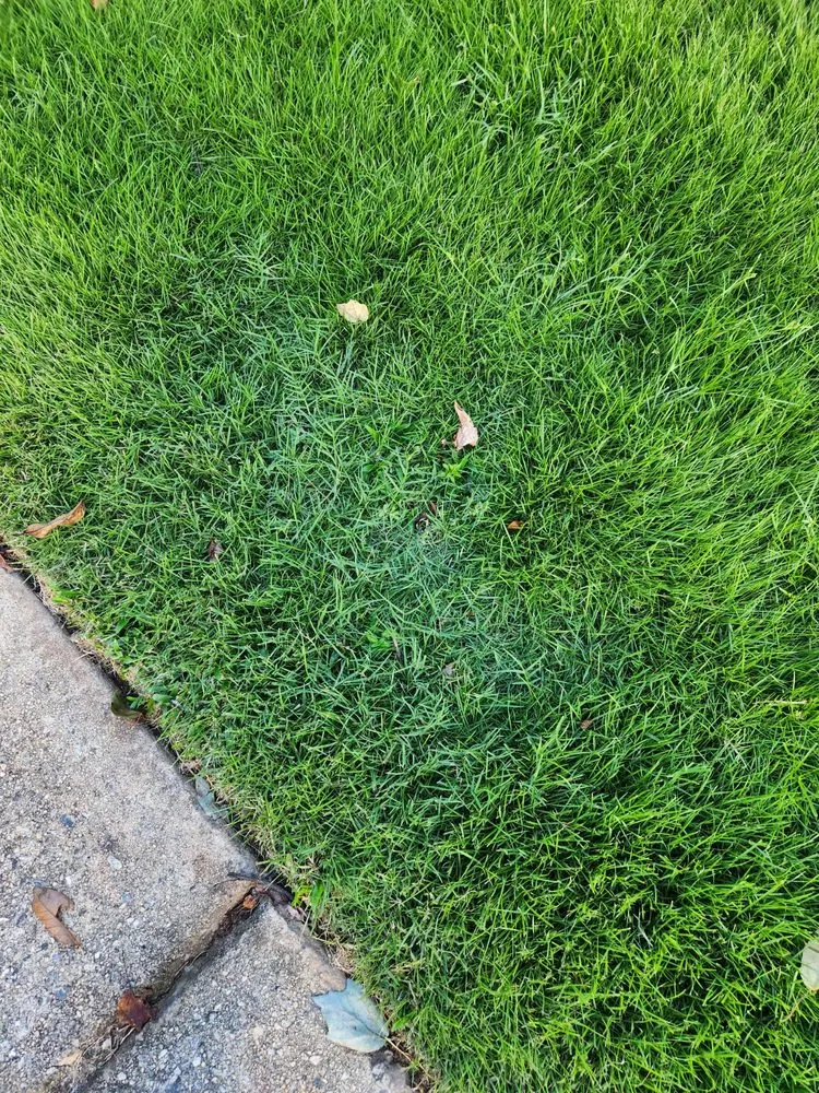 Professional lawn mowing service experts serving Alpharetta, GA - Everlast Lawns and Landscapes