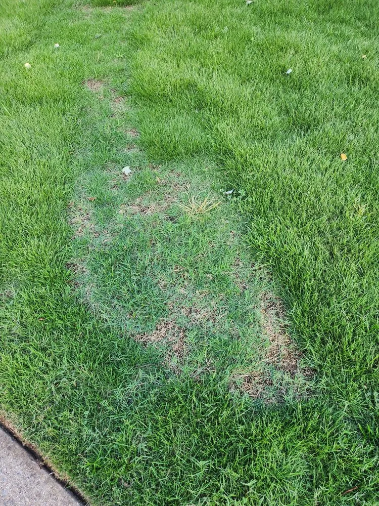 Reliable yard cleanup service in Alpharetta, GA - Everlast Lawns and Landscapes