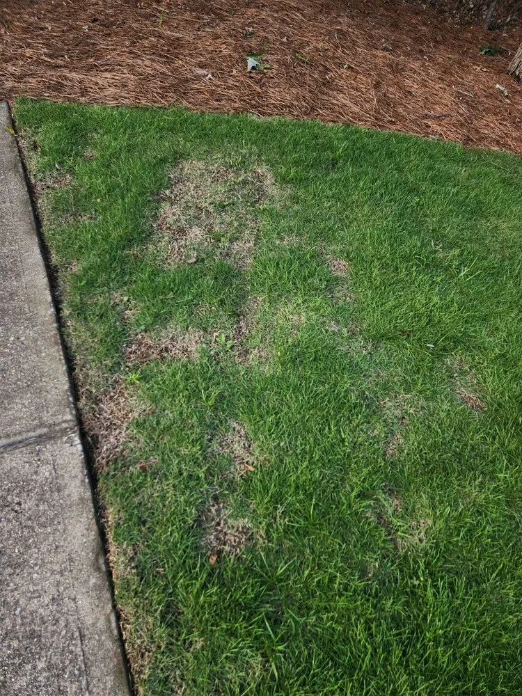 Local landscape installation for outdoor upgrades in Alpharetta, GA by Everlast Lawns and Landscapes