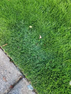 Everlast Lawns and Landscapes Logo