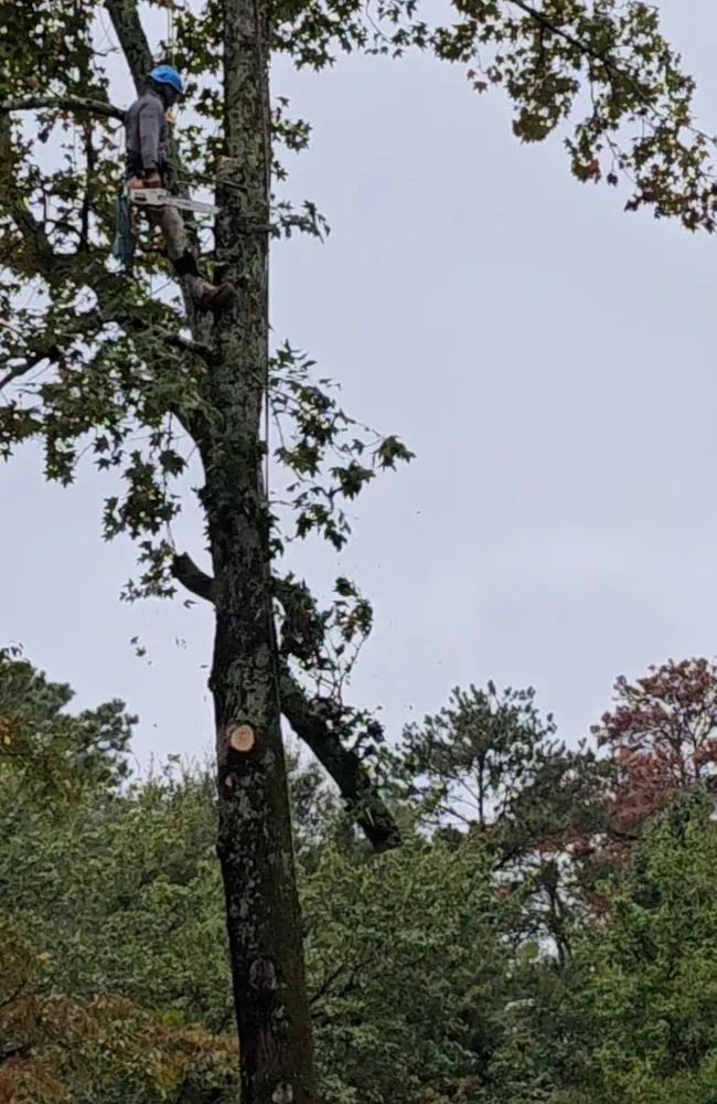 Custom lawn mowing service for outdoor upgrades in Powder Springs, GA by Everlast Tree Services & Stump Grinding