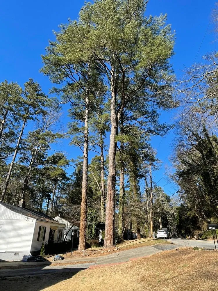 Professional residential landscaping in Powder Springs, GA by Everlast Tree Services & Stump Grinding