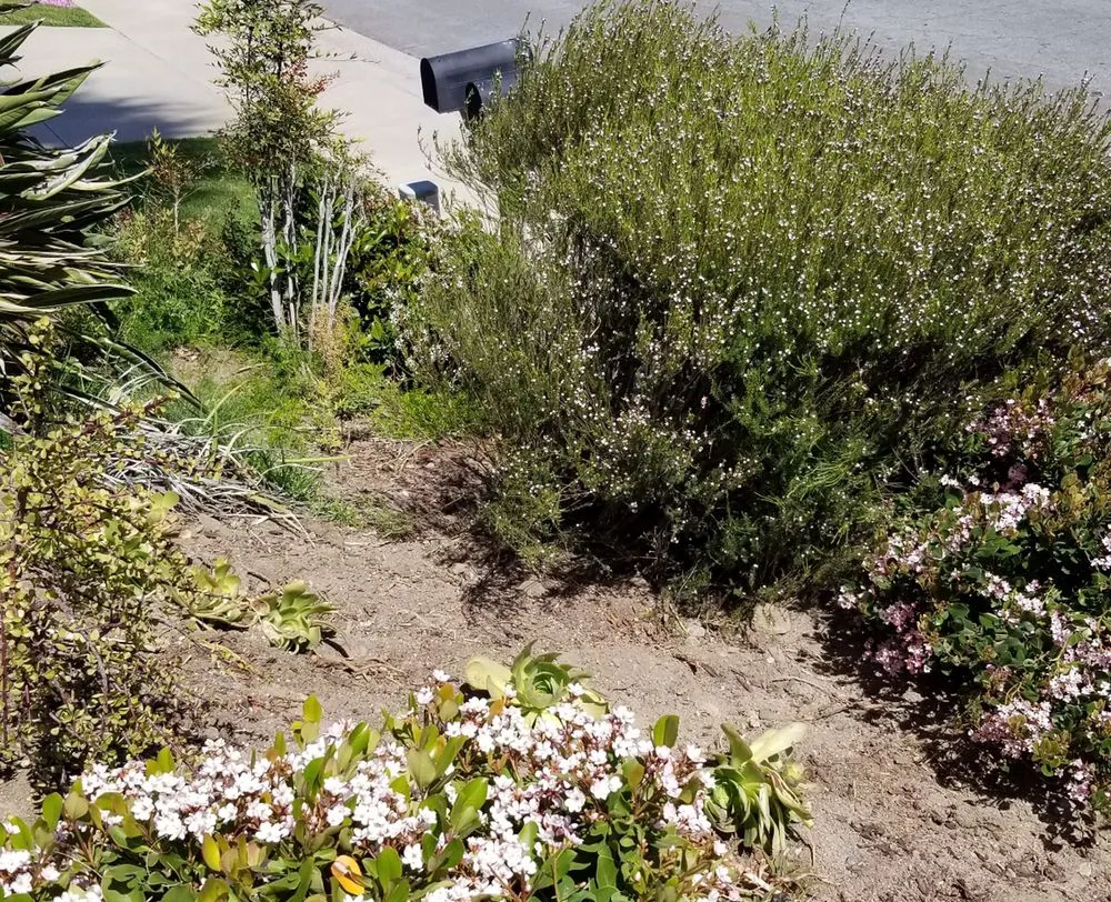 Professional landscaping services in El Cajon, CA by Everlasting Landscape And Tree Service