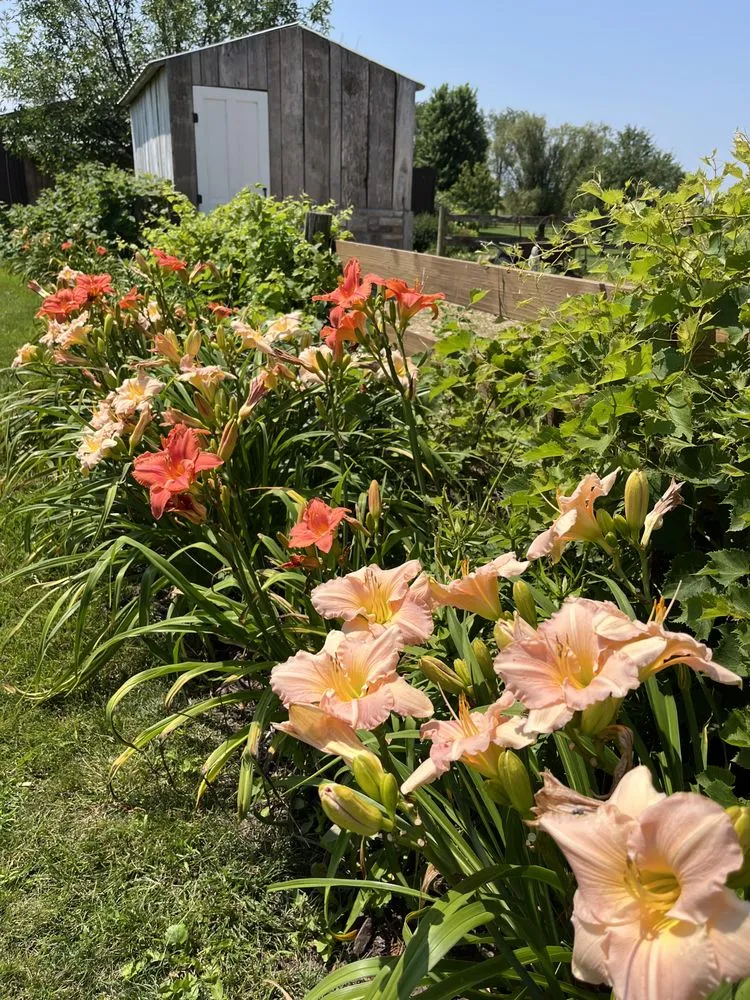 Top-rated landscape installation for outdoor upgrades across DeWitt, IA - Everlasting Landscape