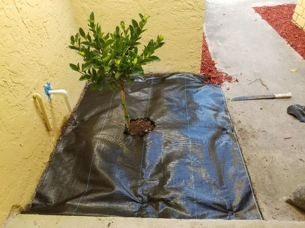 Reliable outdoor landscaping in Boynton Beach, FL - Everlasting Lawn