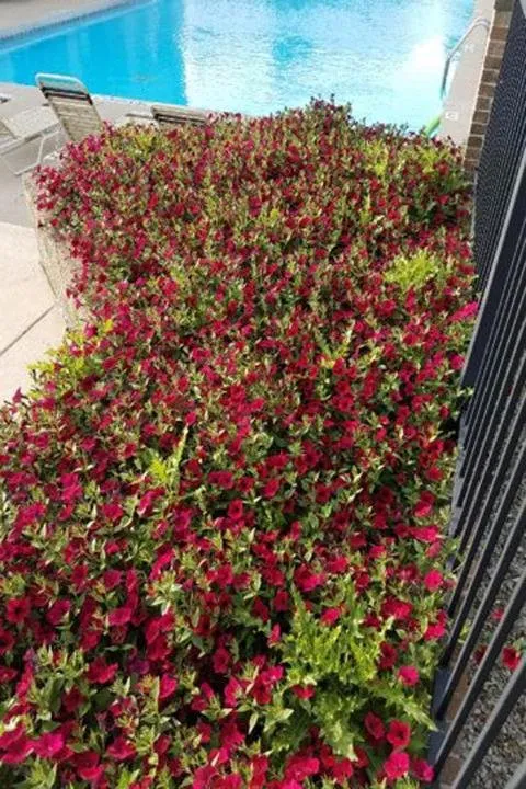 Custom lawn mowing service in Delphi, IN by Everlawn by Jamie Houser