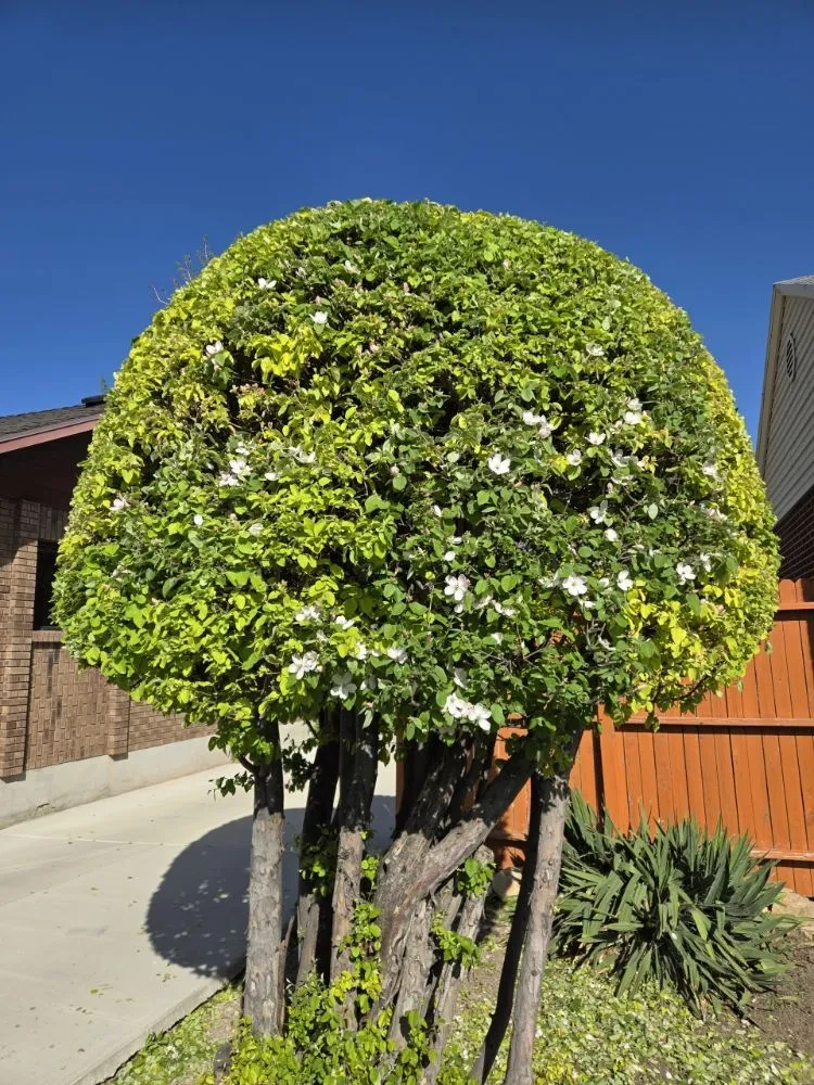 Professional landscape installation for residential properties across Sandy, UT - EverRoot Tree Services & Landscaping