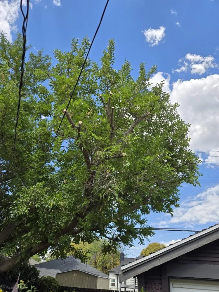 Top-rated yard maintenance for beautiful yards in Sandy, UT by EverRoot Tree Services & Landscaping