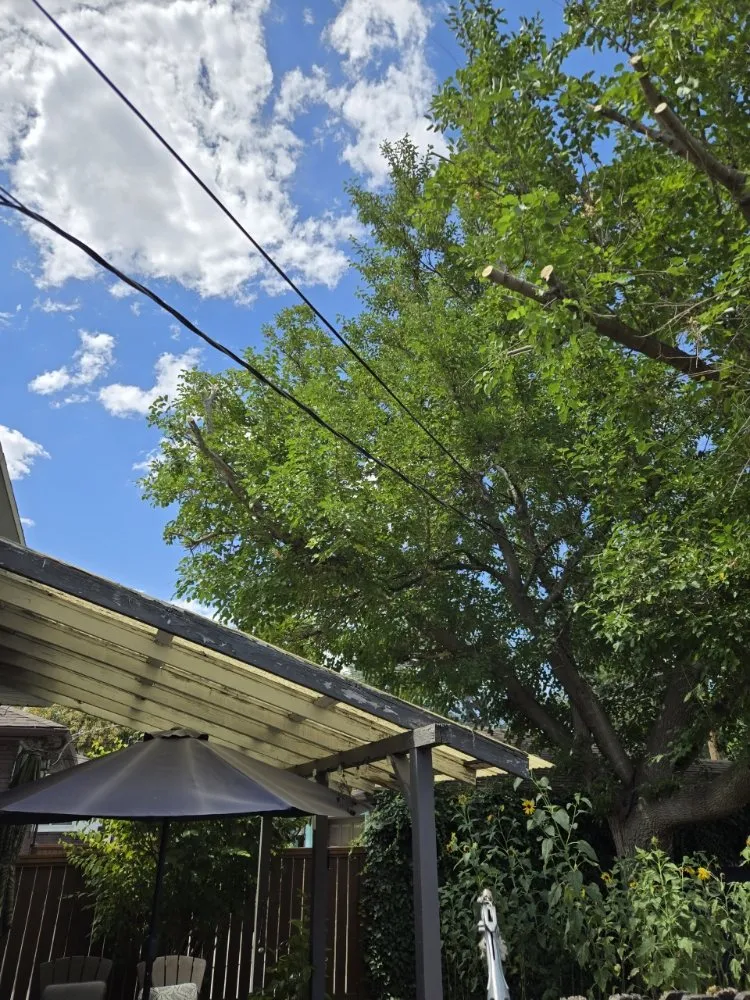 Custom landscape installation experts serving Sandy, UT - EverRoot Tree Services & Landscaping