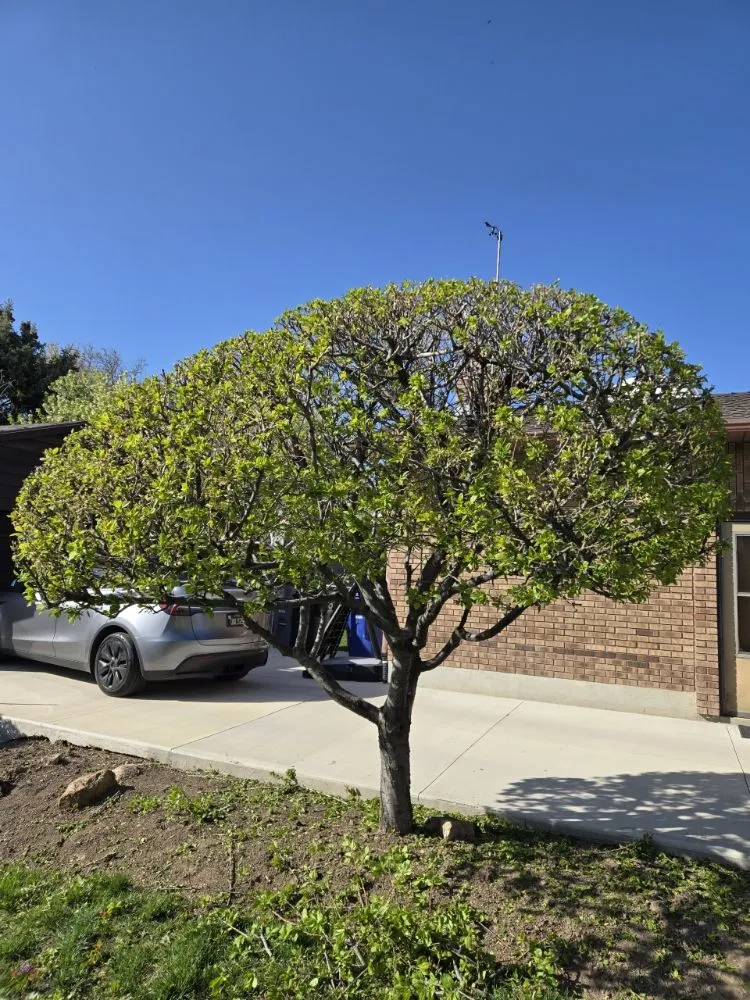 Reliable garden landscaping in Sandy, UT by EverRoot Tree Services & Landscaping