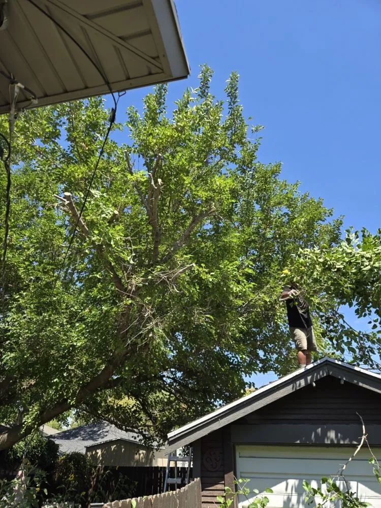 Professional lawn mowing service for outdoor upgrades across Sandy, UT - EverRoot Tree Services & Landscaping