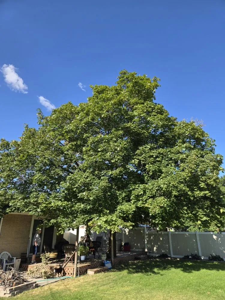 Expert landscaping services experts serving Sandy, UT - EverRoot Tree Services & Landscaping