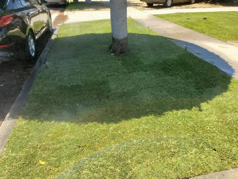 Affordable landscaping services with custom design in Compton, CA by Ever's Landscaping