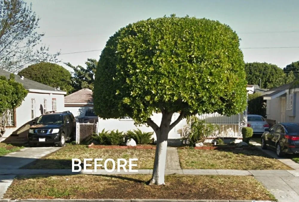 Professional lawn care service in Compton, CA by Ever's Landscaping