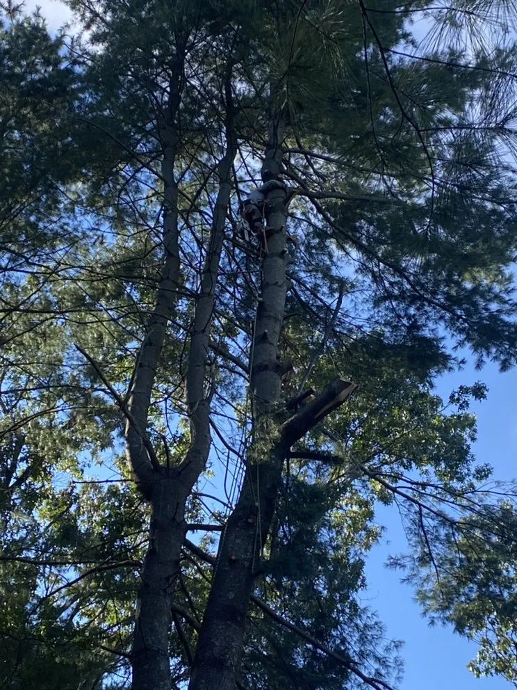 Trusted lawn care service in Lynn, MA by Evers Landscaping