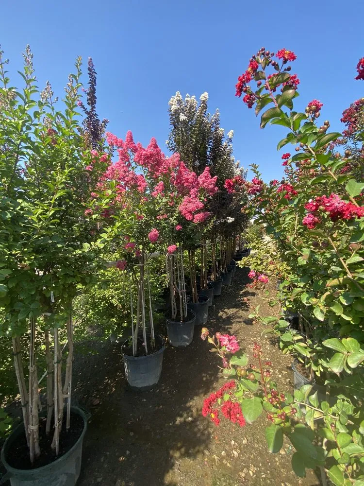 Custom landscape design experts serving Dallas, TX - Ever's Lawn & Landscape