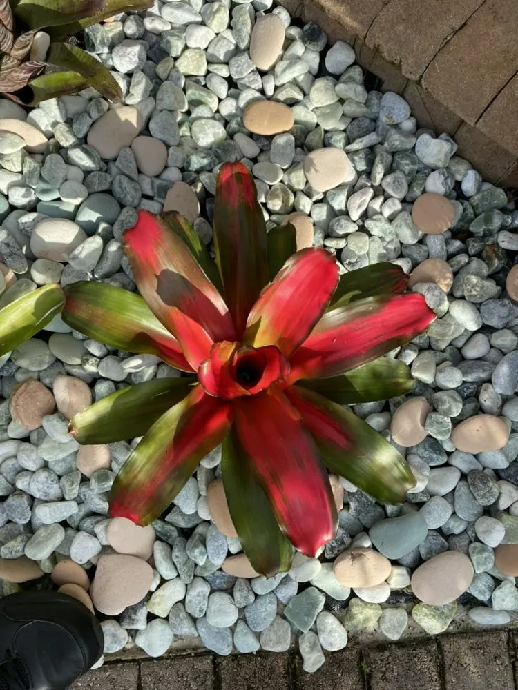 Custom garden landscaping for outdoor upgrades across Davie, FL - Everscape Landscaping