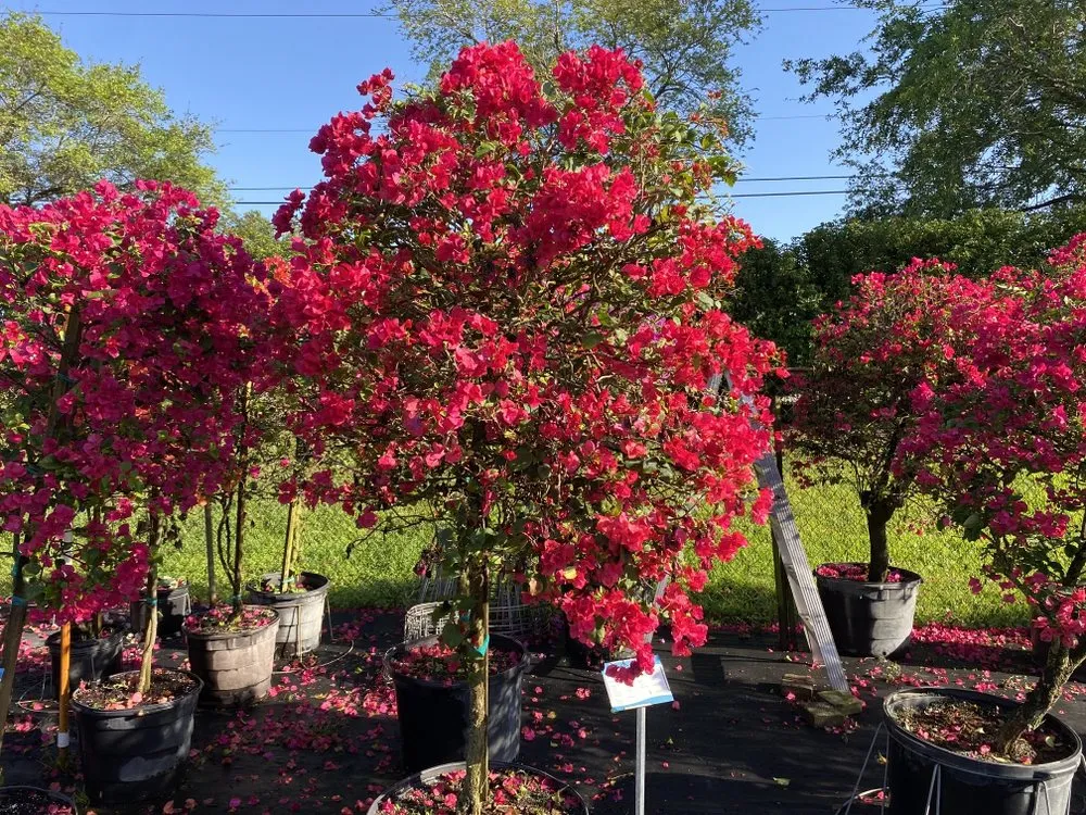 Local garden landscaping for outdoor upgrades across Davie, FL - Everscape Landscaping