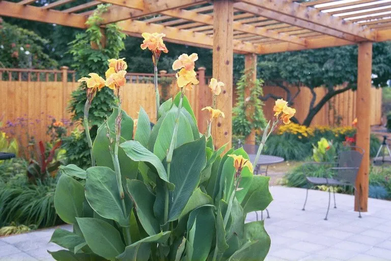 Trusted landscaping services experts serving Bellevue, WA - Everscaping